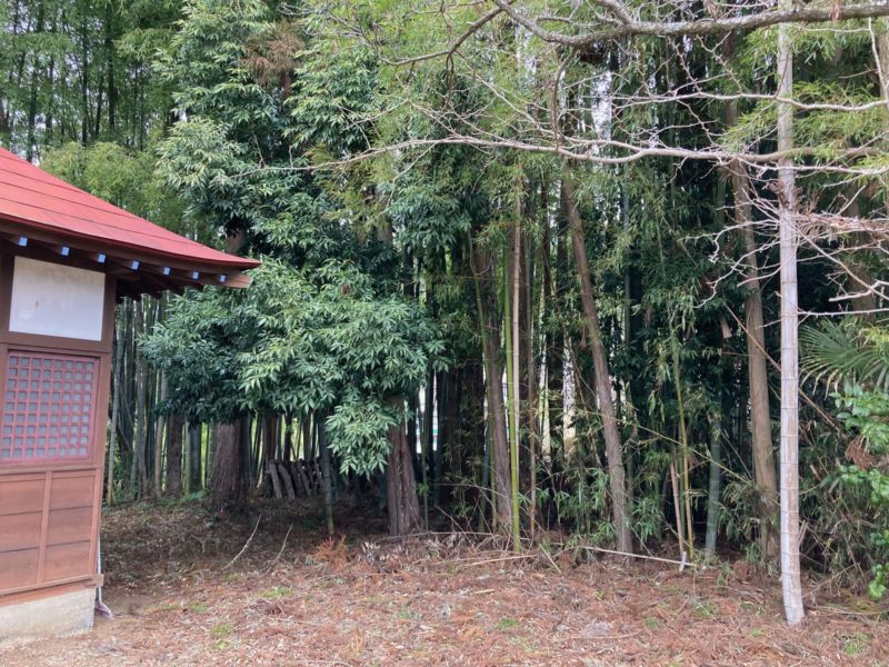 竹藪に覆われているところが岩村小学校跡